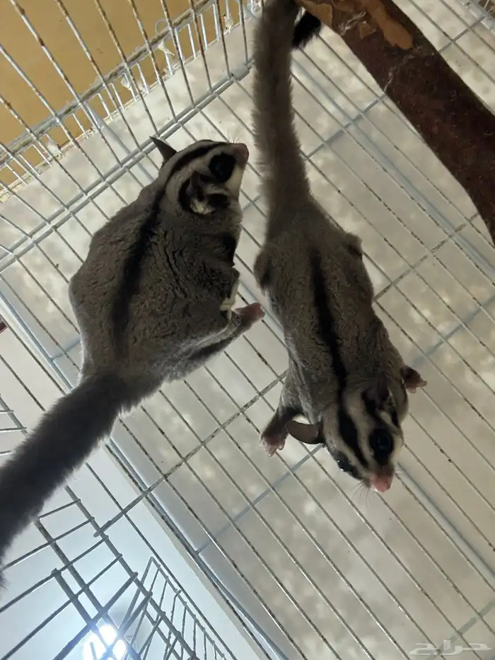 سنجاب الطائر شوقر قلايدر 1