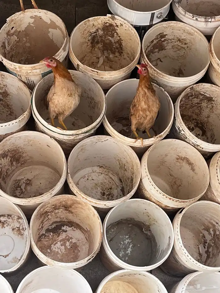 دجاج بلدي بشاير 1