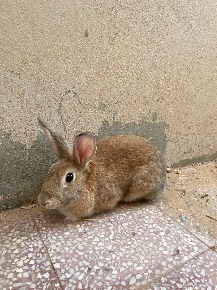 أرانب للبيع 0