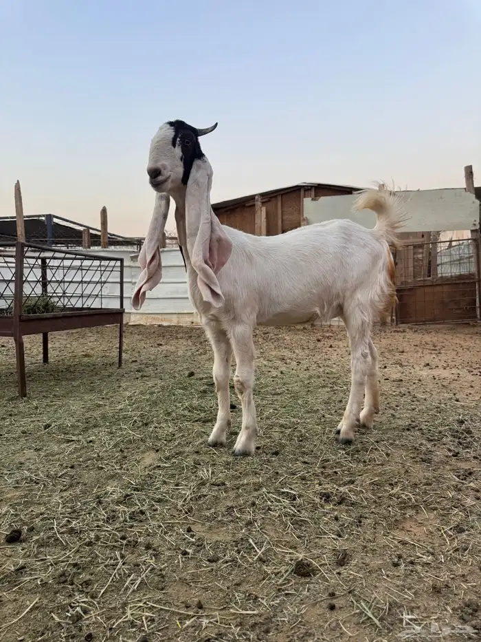 جفره مطوره 6