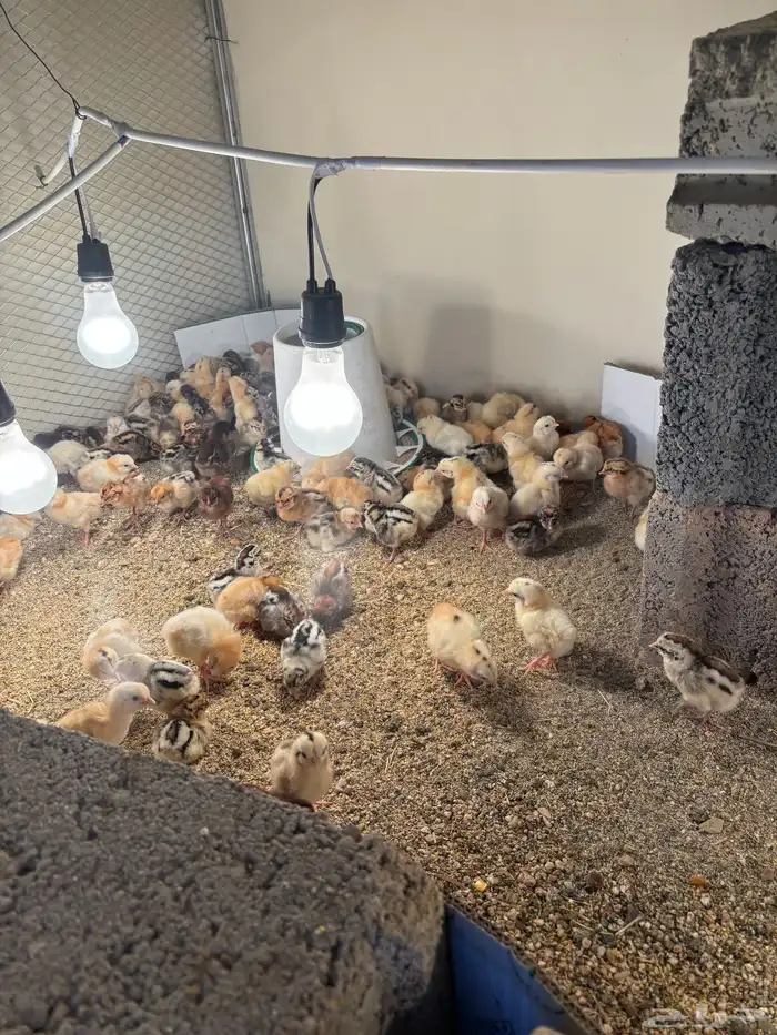 صوص بلدي للبيع 1