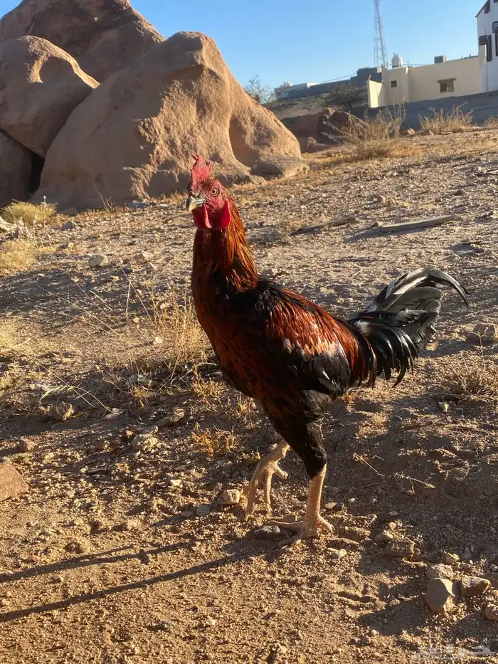 ديك باكستاني 0