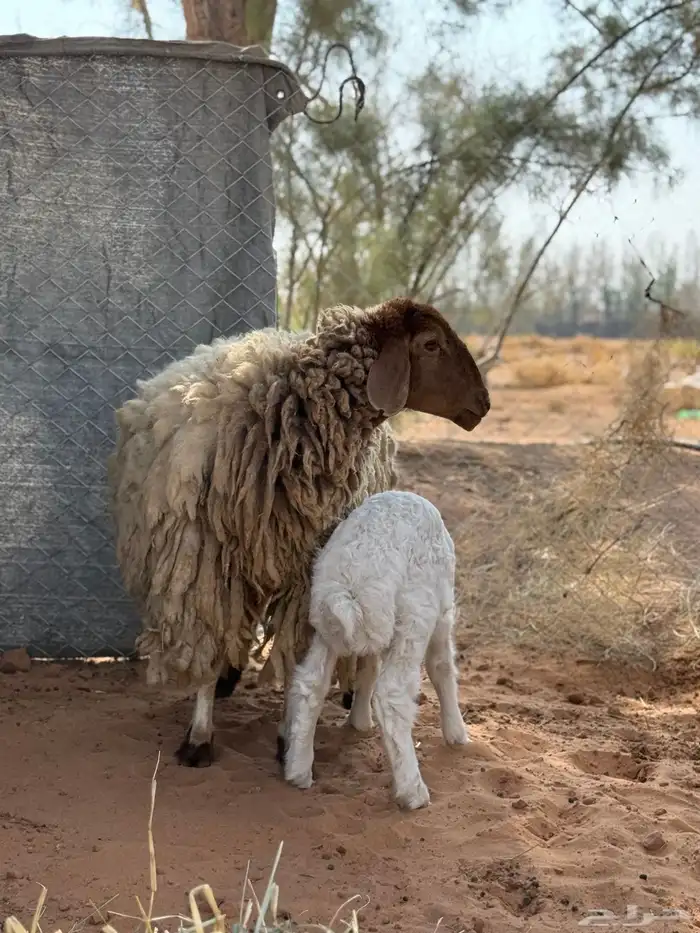 للبيع نعيميه والد 1