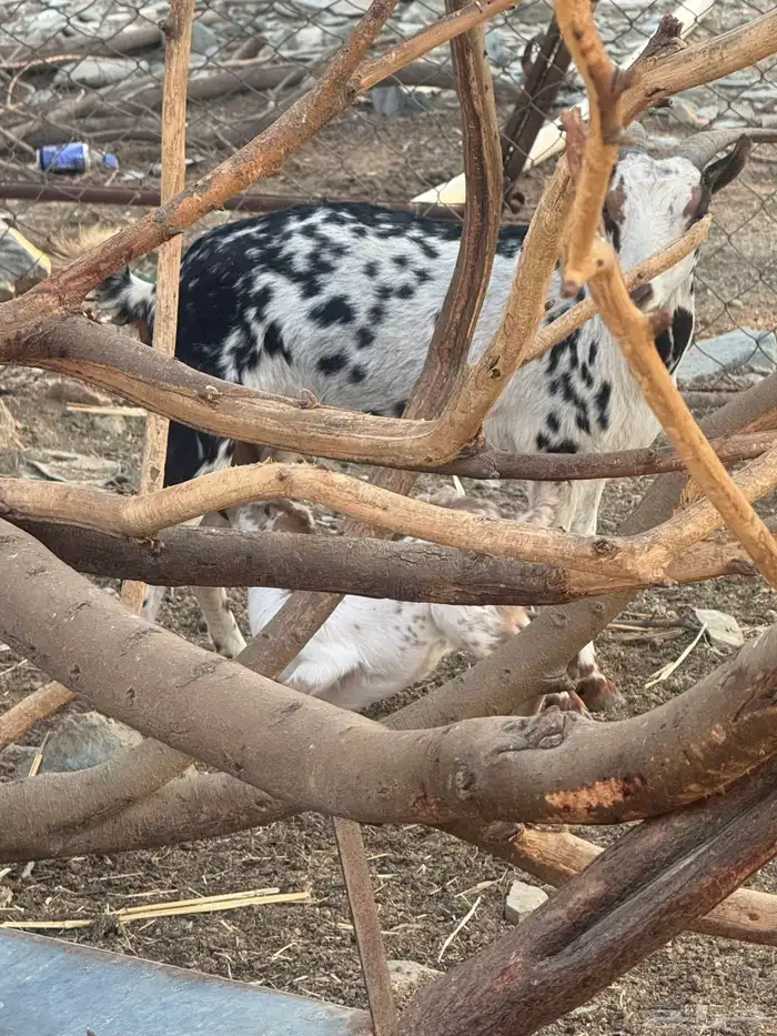 10 من الغنم عليها 3 وفيها 3 قرايب غنم طيبه جدا 8