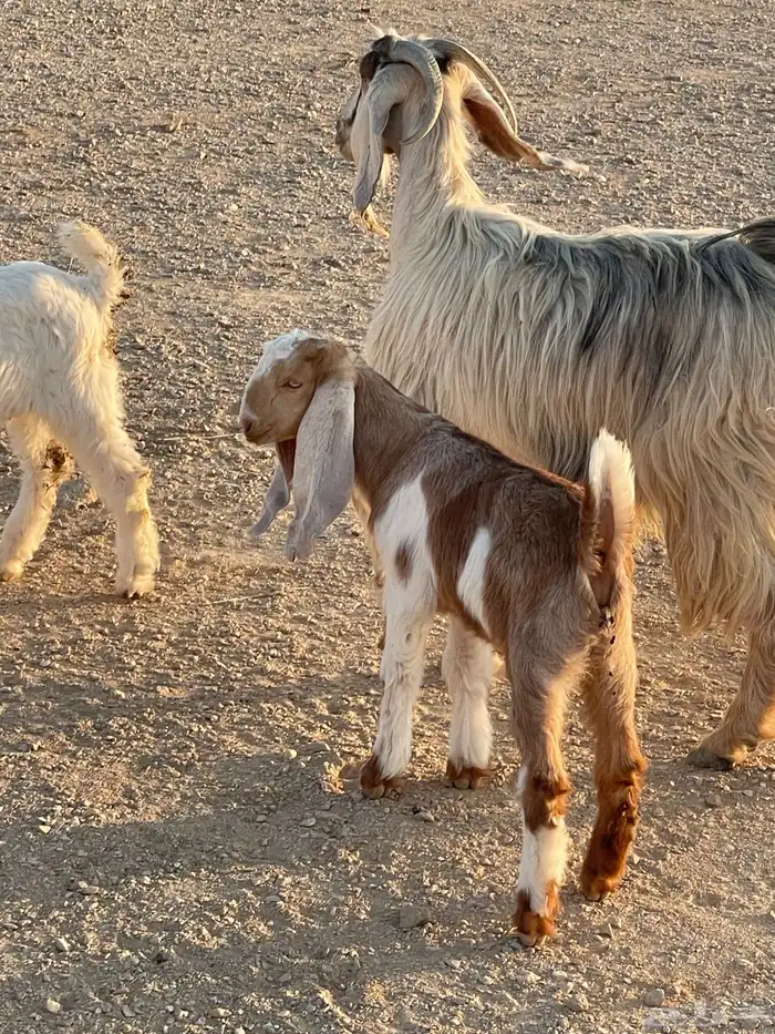 معزا متابيع 16