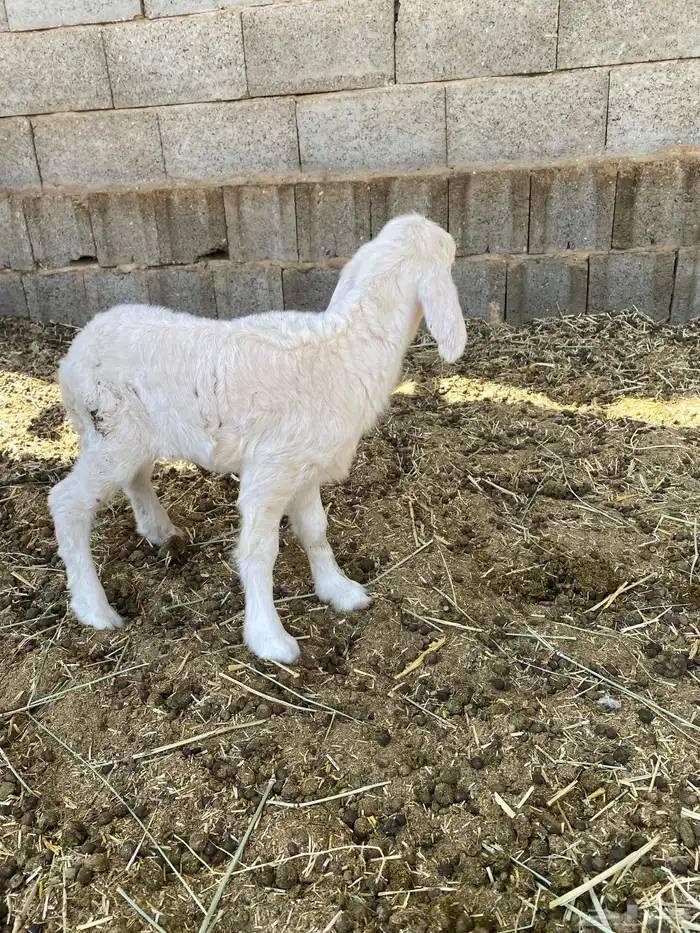 داغور رخل حريه 0