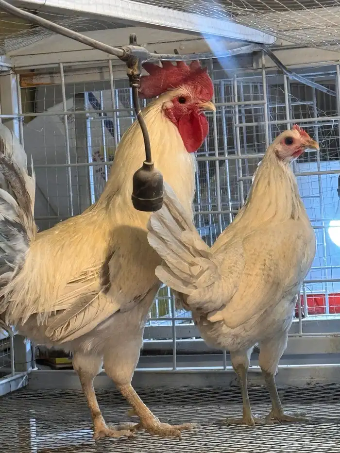 ديكين ودجاجة فيومي المنيوم 0