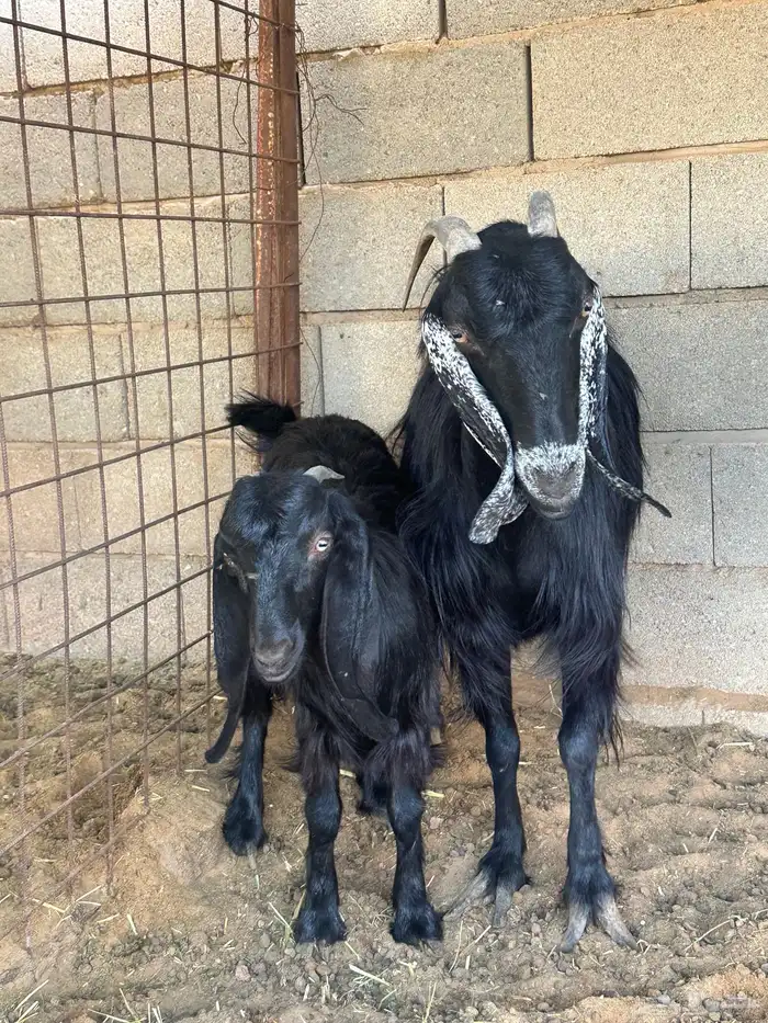 عنز معه جفره 0