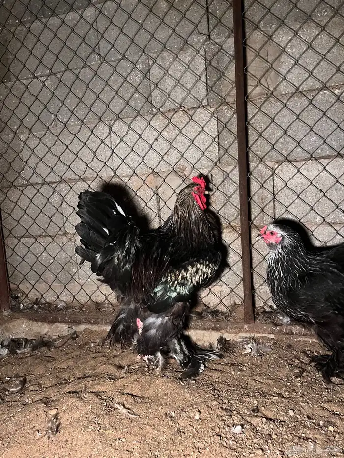 ديك ودجاجة براهما 1