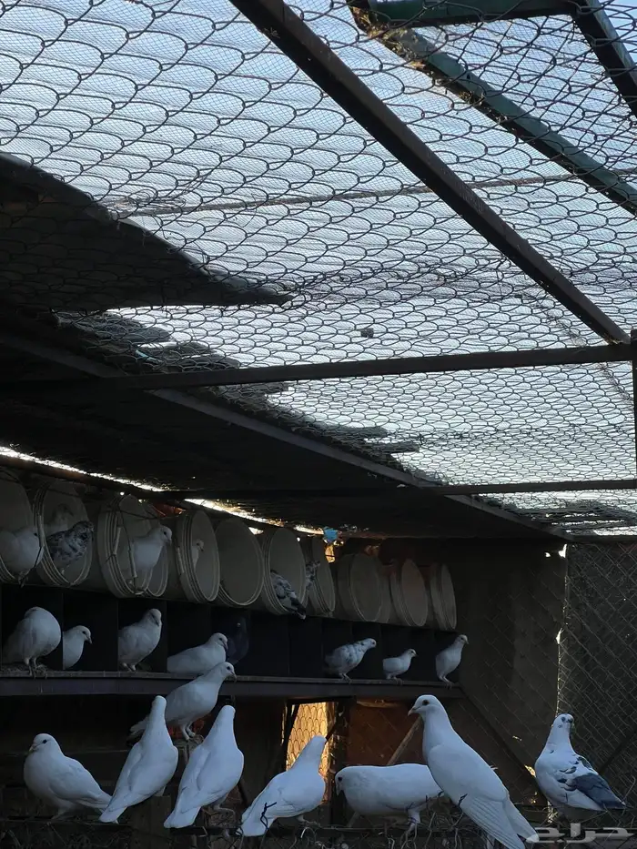 حمام فرنسي 2