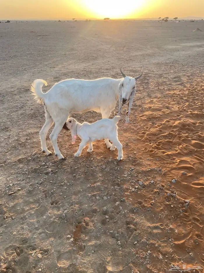 معزا متابيع 6