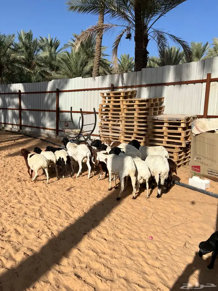 شياه برابر 2