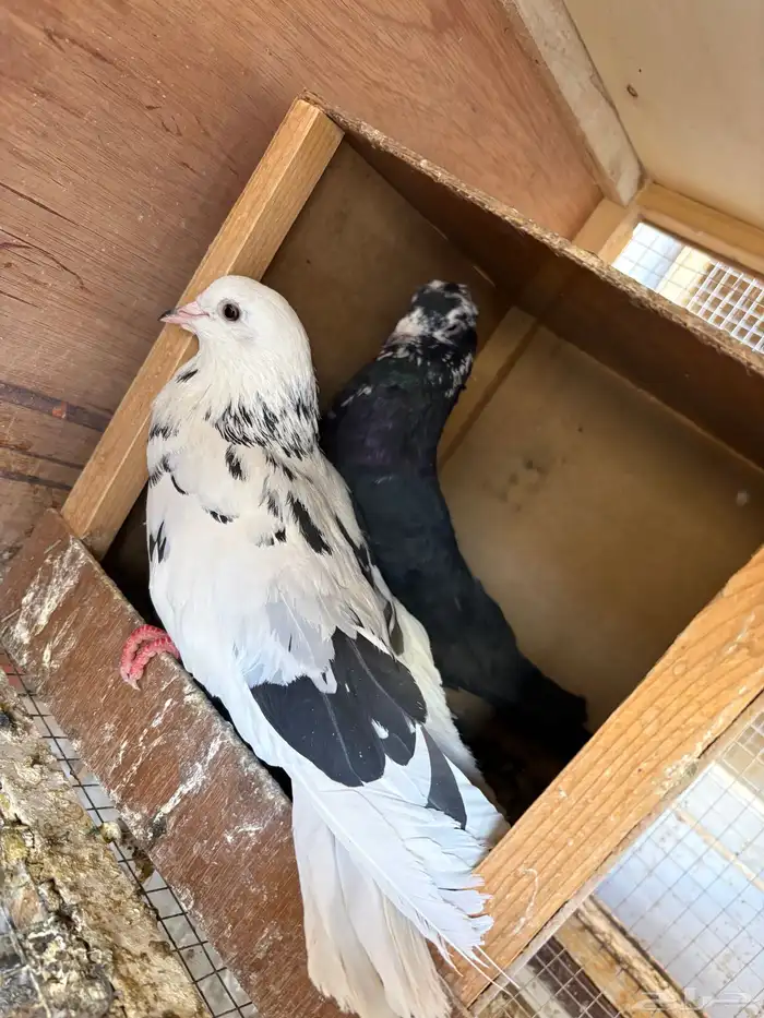 جوز حمام قطيفي قلاب 0