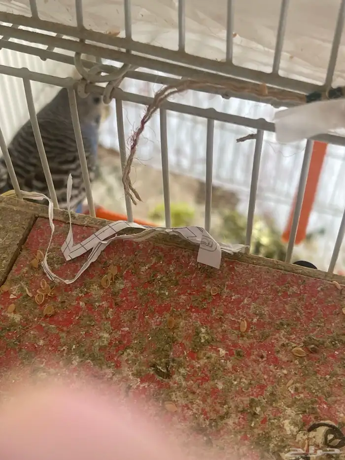 جوز باذجي هجين تحته فرخين 1