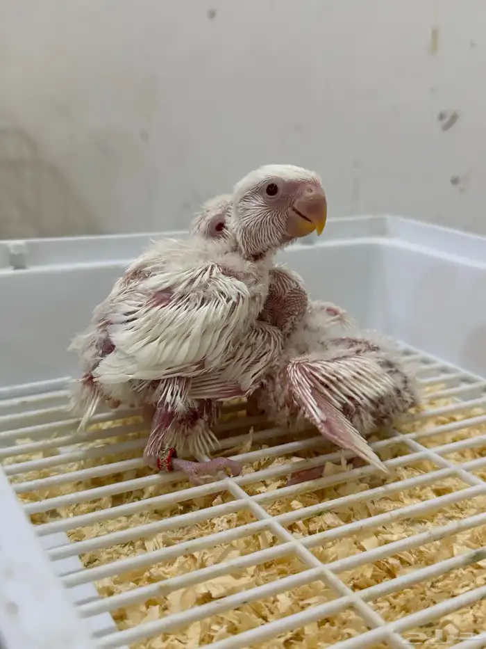 فروخ روز غر البينو عيون حمر 0