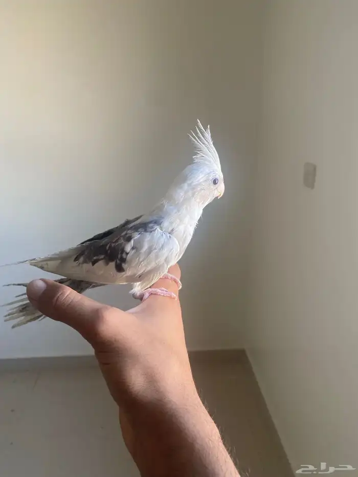 كروان هولندي 1