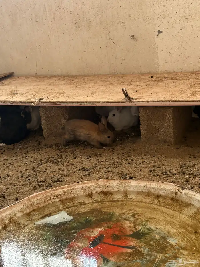 ارانب بلديه   دجاج بلدي   للبيع 3