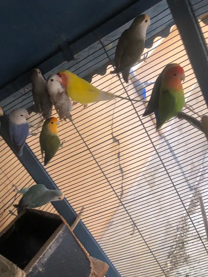 طيور روز للبيع 4