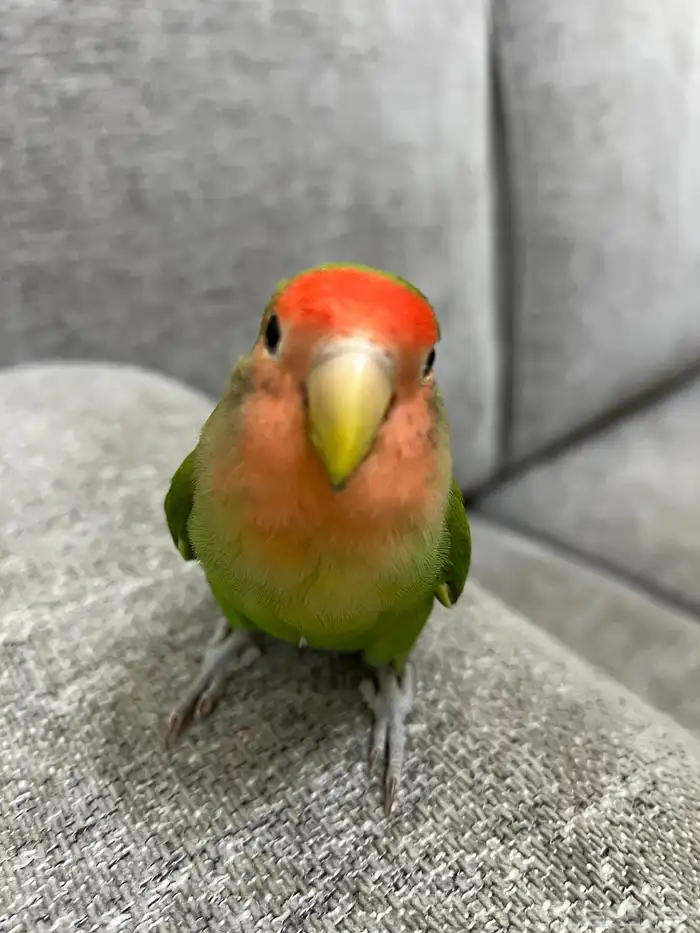 طيور روز ماشاءالله 2