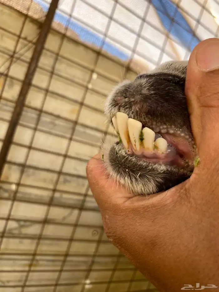 معزا حبشيات اصيله جروم(( تم البيع)) 12