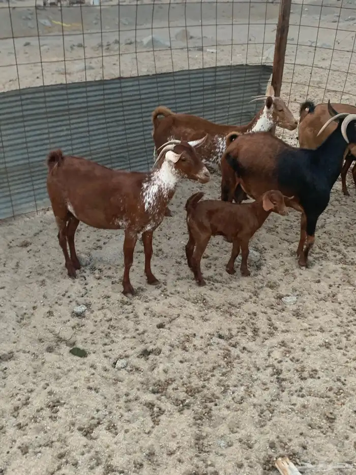 للبيع معزا جنوبية مواليد ودفيع 3