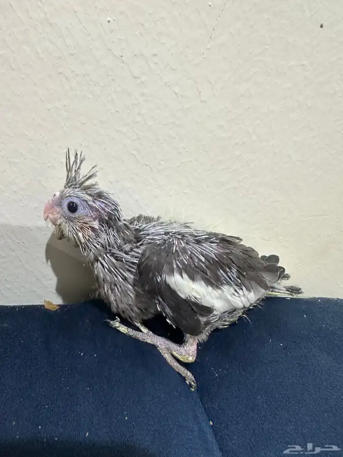 فروخ كروان 1