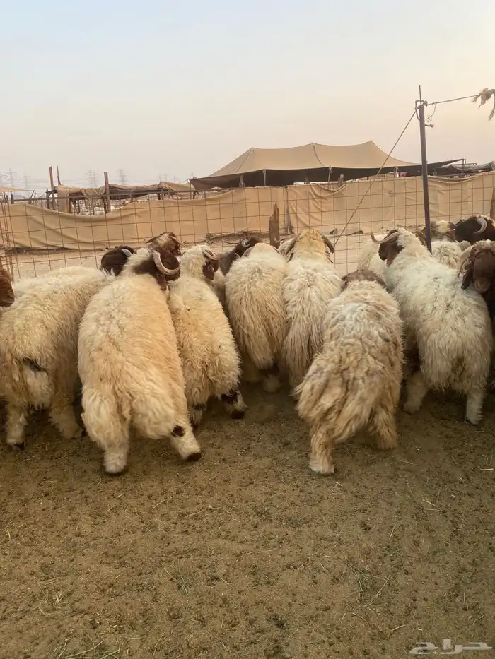 طليان نعيمي فواخر 15