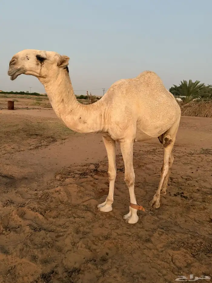 قعود باتلي فاخر سلالة ابل ابو عجاريد 0