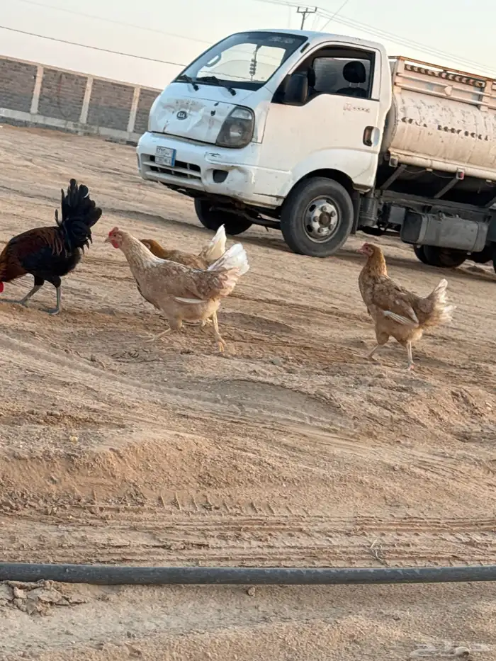 دجاج تركي للبيع 7 ويك 1 4