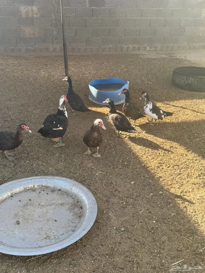 بط بلدي او مصري 3