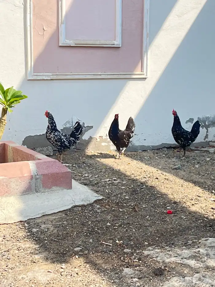 دجاج بلدي فاخر للبيع 3