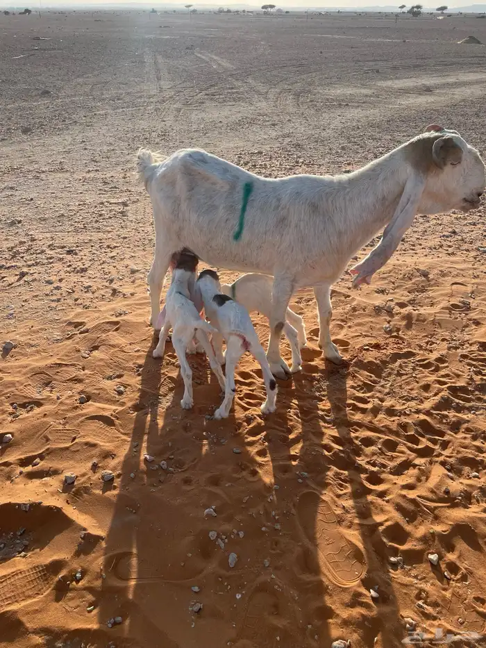 معزا متابيع 40