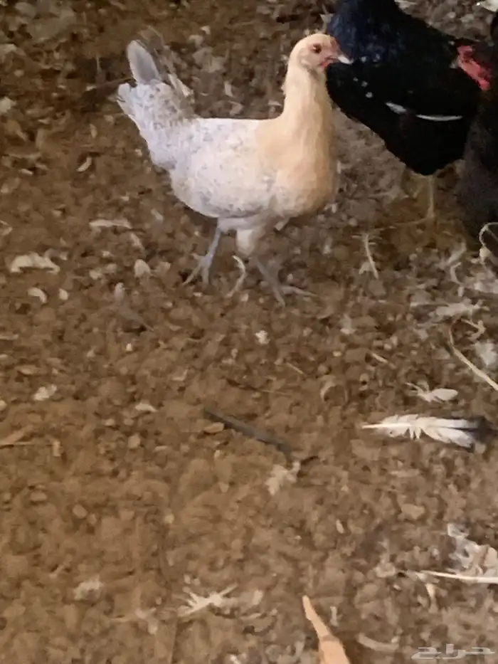 دجاج فيومي جولد صافي 4