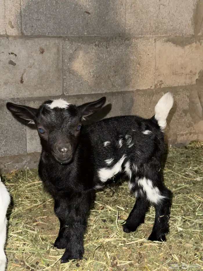 ذكر ماعز قرم 0