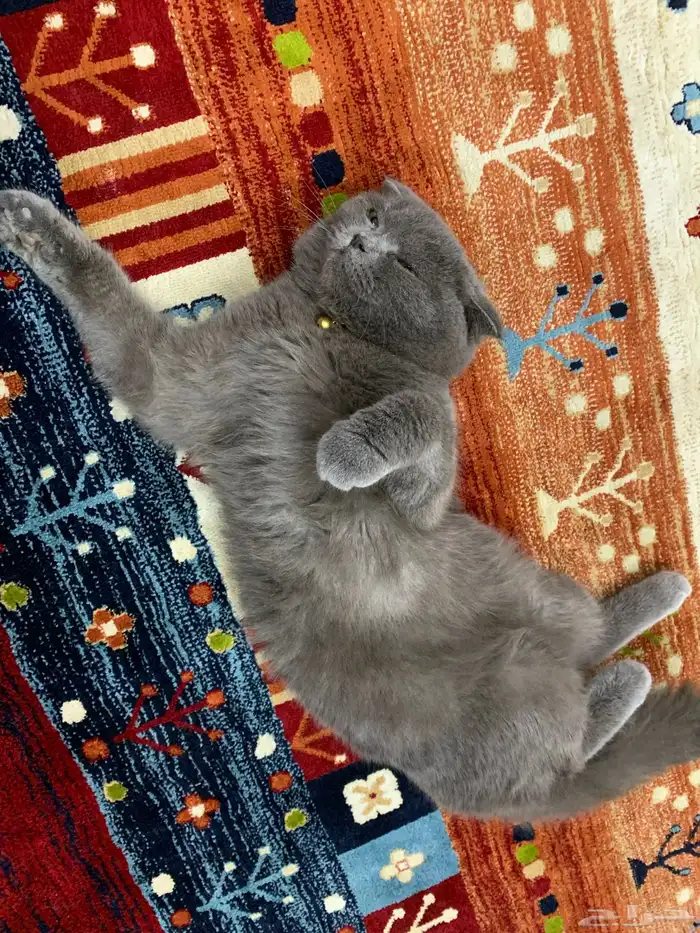 بس لتبني يحب اللعب ويحب كل حاجة 1