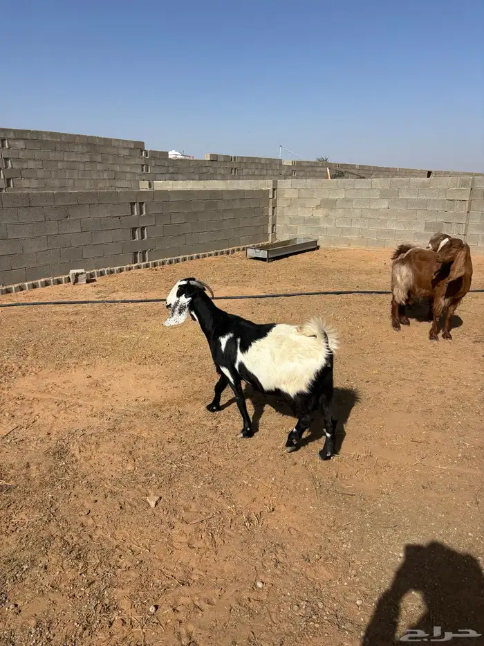 معزا كلها دفيع وعلى الشرط 1