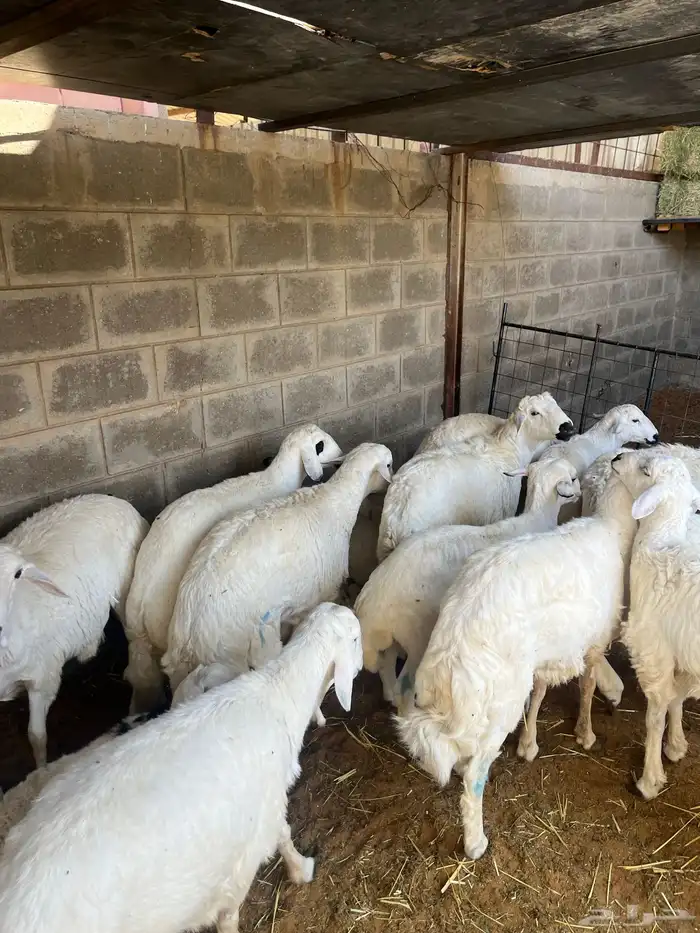 خرفان حريات 0