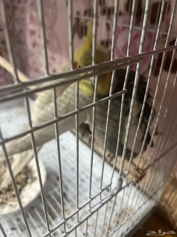 على السوم 2 طير كروان ولد بنت هولاندي 0