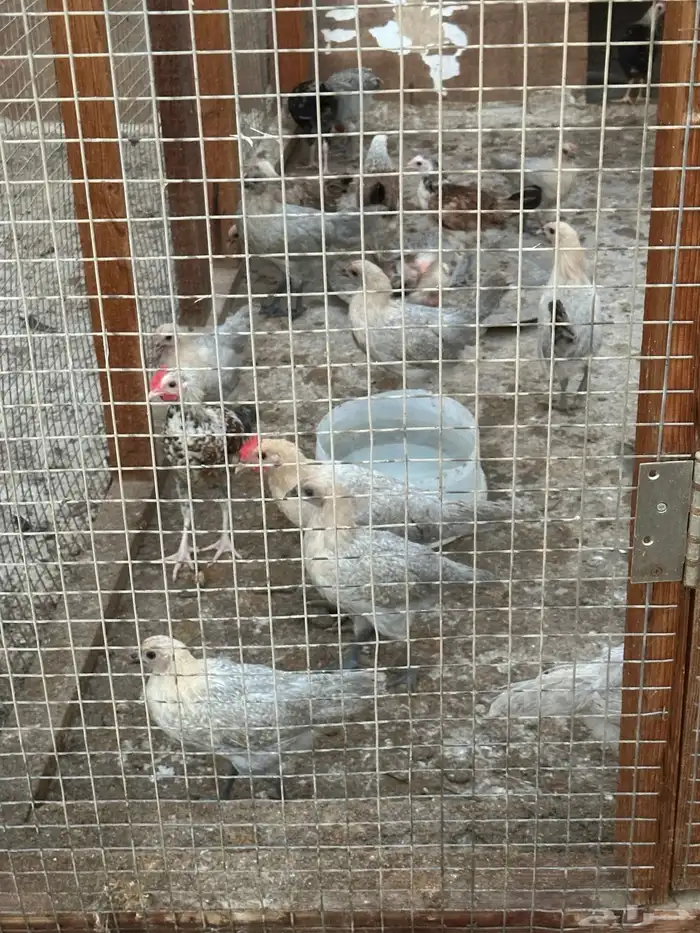 دجاج فيومي  بيور 0