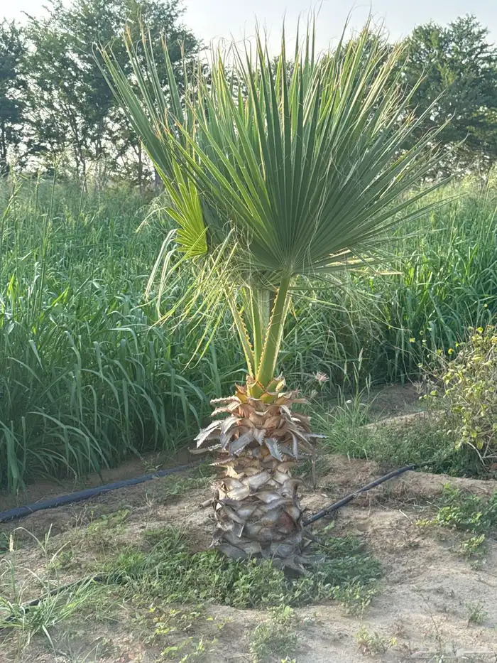 نخل واشنطني 6