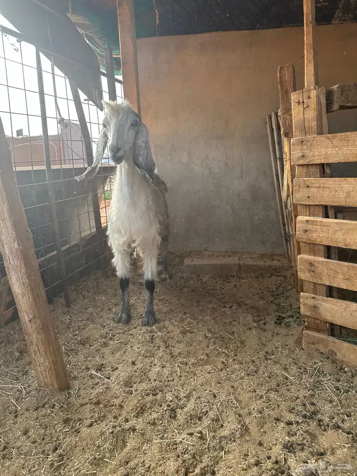 عنز مشروكه حدرها جفره طيبه 0