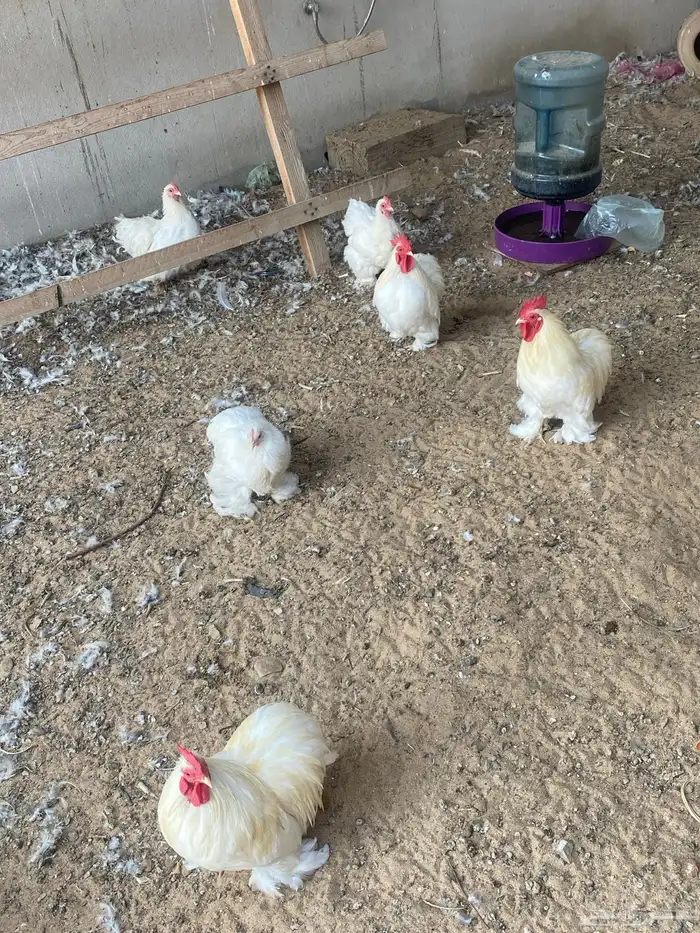 دجاج كوشن ثلاث أطقم البيع ل اعلى سعر 2