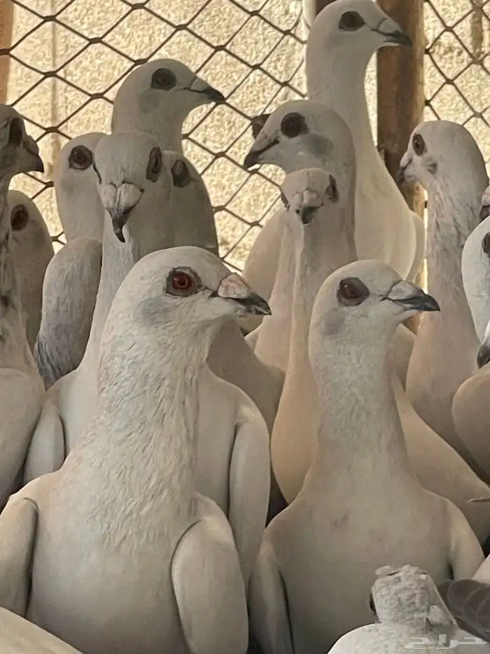 حمام شفرات شامي 0