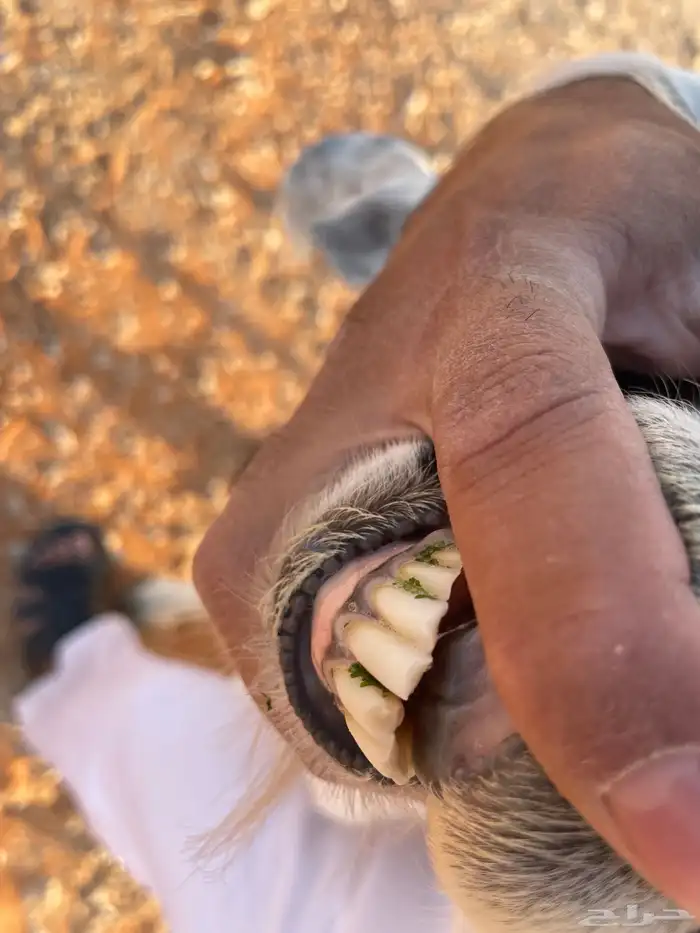 معزا متابيع 21