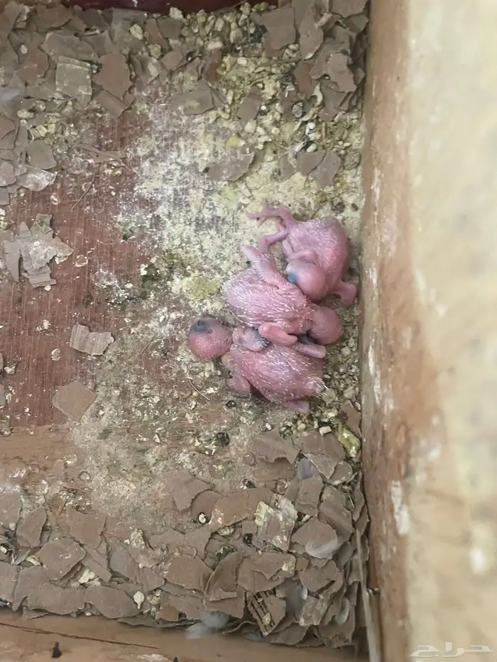 جوز باذجي هوقو تحته ثلاث فروخ 0