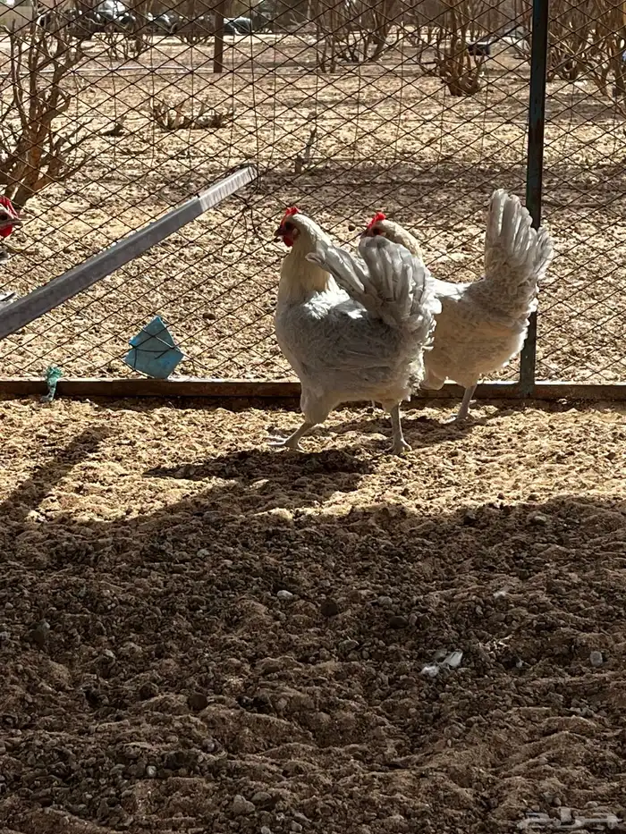 دجاج فيومي 5