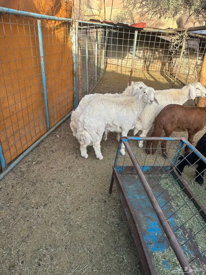 طليان حري مقفله شحم 0