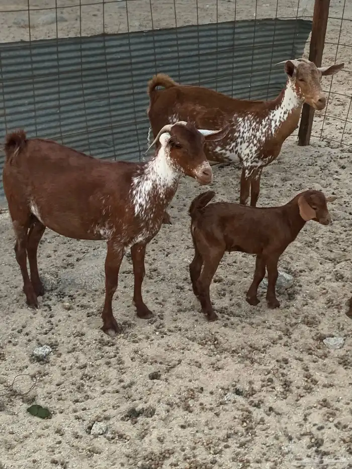 للبيع معزا جنوبية مواليد ودفيع 2