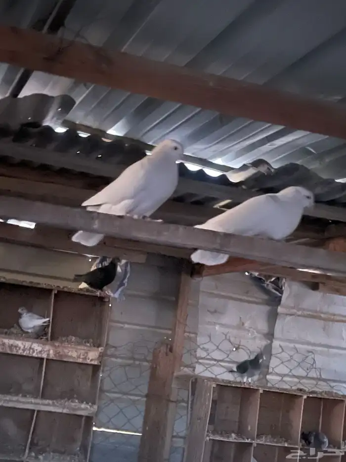 حمام لاحم ابيض جامبو 7