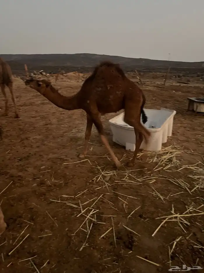 قعود مشروع فحل للبيع 2